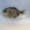 画像3: 《外洋性海水魚》スジハナビラウオ幼魚…近海ハンドコート採取 (3)