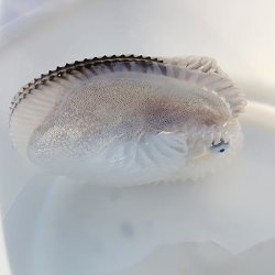 画像2: 《近海産甲殻類》☆☆アオイガイ(2Lサイズ)…ハンドコート採取
