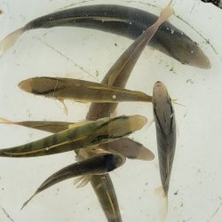 画像5: 《近海産海水魚》カンパチ(SMサイズ)1匹…近海ハンドコート採取