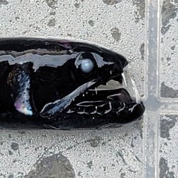 画像2: 《外洋性深海魚》【33】ワニトカゲギス目の1種（画像の個体です）※【55】別種？…冷凍個体