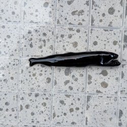 画像3: 《外洋性深海魚》【33】ワニトカゲギス目の1種（画像の個体です）※【55】別種？…冷凍個体