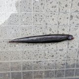 《外洋性深海魚》【88】ワニトカゲギス目の1種（画像の個体です）…冷凍個体