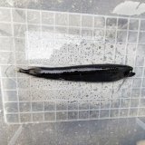 《近海産深海魚》ホテイエソ（3匹セット)20〜25センチ前後…冷凍個体