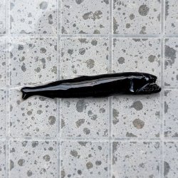 画像5: 《外洋性深海魚》【33】ワニトカゲギス目の1種（画像の個体です）※【55】別種？…冷凍個体