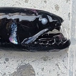 画像4: 《外洋性深海魚》【33】ワニトカゲギス目の1種（画像の個体です）※【55】別種？…冷凍個体