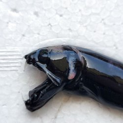 画像2: 《外洋性深海魚》クロトカゲギスの仲間※約6センチ（画像の個体です）425(5)…冷凍個体