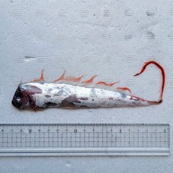 画像4: 《外洋性深海魚》☆★☆テンガイハタ (画像の個体です)【冷凍】425(1)・・ハンドコート採取
