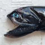 《外洋性深海魚》ワニトカゲギス目の1種（画像の個体です）425…冷凍個体