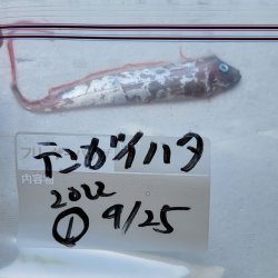 画像5: 《外洋性深海魚》☆★☆テンガイハタ (画像の個体です)【冷凍】425(1)・・ハンドコート採取