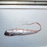 《外洋性深海魚》☆★☆テンガイハタ (画像の個体です)【冷凍】425➁・・ハンドコート採取