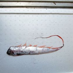 画像1: 《外洋性深海魚》☆★☆テンガイハタ (画像の個体です)【冷凍】425➁・・ハンドコート採取