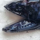 《外洋性深海魚》不明種（画像の個体です）425…冷凍個体