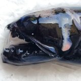 《外洋性深海魚》クロトカゲギスの仲間※約6センチ（画像の個体です）425(5)…冷凍個体