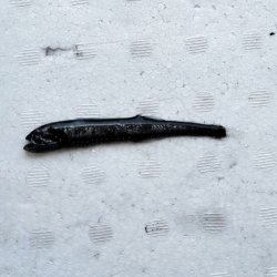 画像6: 《外洋性深海魚》ワニトカゲギス目の1種（画像の個体です）425…冷凍個体