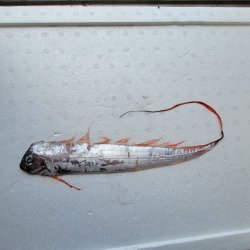画像2: 《外洋性深海魚》☆★☆テンガイハタ (画像の個体です)【冷凍】425➁・・ハンドコート採取