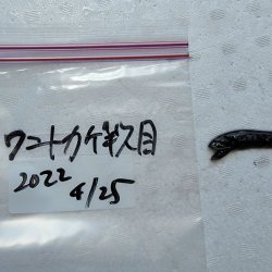 画像8: 《外洋性深海魚》ワニトカゲギス目の1種（画像の個体です）425…冷凍個体