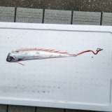 《外洋性深海魚》☆★☆テンガイハタ (画像の個体です)【冷凍】424・・ハンドコート採取