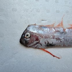 画像3: 《外洋性深海魚》☆★☆テンガイハタ (画像の個体です)【冷凍】425➁・・ハンドコート採取