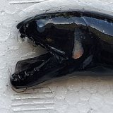 《外洋性深海魚》クロトカゲギスの仲間（画像の個体です）425⓶…冷凍個体
