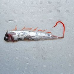 画像1: 《外洋性深海魚》☆★☆テンガイハタ (画像の個体です)【冷凍】425(1)・・ハンドコート採取