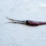 《外洋性深海魚》【凍結】シギウナギの冷凍個体(画像の個体です)４２５‥近海採取