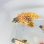 画像3: 《近海産海水魚》☆☆ツボダイ幼魚(画像の個体です)…ハンドコート採取 (3)