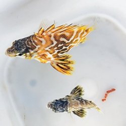 画像5: 《近海産海水魚》☆☆ツボダイ幼魚(画像の個体です)…ハンドコート採取