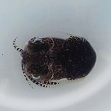 《近海産甲殻類》ミミイカ(パウダー底砂付き)…ハンドコート採取