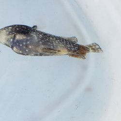画像3: 《近海産海水魚》アミモンガラ幼魚  刺胞動物類寄生…ハンドコート採取