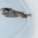 画像3: 《近海産海水魚》アミモンガラ幼魚  刺胞動物類寄生…ハンドコート採取 (3)
