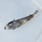 《近海産海水魚》アミモンガラ幼魚  刺胞動物類寄生…ハンドコート採取