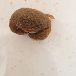 画像3: 《近海産甲殻類》マルタマオウギガニ(画像の個体です)