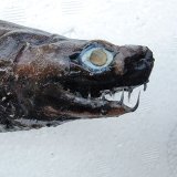 《外洋性深海魚》【ウルトラレア】☆★☆ワニグチツノザメ（40センチ±）505‥冷凍個体(画像の個体です)