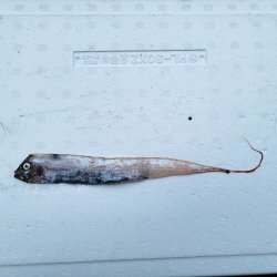 画像1: 《外洋性深海魚》☆★☆テンガイハタ (画像の個体です)【冷凍】505・・背鰭、胸鰭に損傷有り