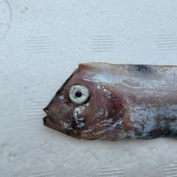 画像2: 《外洋性深海魚》☆★☆テンガイハタ (画像の個体です)【冷凍】505・・背鰭、胸鰭に損傷有り