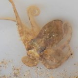 《近海産甲殻類》スナダコ(Sサイズ)…ハンドコート採取…