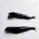 《外洋性深海魚》クロトカゲギスの2匹セット（画像の個体です）506…冷凍個体