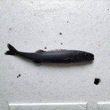 《外洋性深海魚》ドクウロコイボダイ(画像の個体です)約20センチ±…冷凍個体