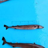 《外洋性深海魚》【激レア】☆★☆冷凍ダルマザメ1匹（43センチ前後）