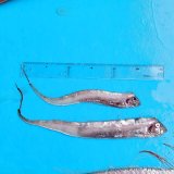 《外洋性深海魚》☆★☆テンガイハタ (画像の個体です)2匹セット【冷凍】506・・