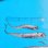 画像1: 《外洋性深海魚》☆★☆テンガイハタ (画像の個体です)2匹セット【冷凍】506・・ (1)