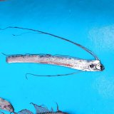 《近海産深海魚》【激レア】☆★☆リュウグウノツカイの冷凍個体５０６…画像の欠損個体です（約30センチ）
