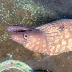 画像7: 《近海産海水魚》☆★【ドット激美】ユリウツボ（画像の個体です)…ハンドコート採取