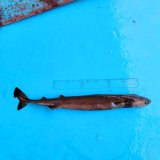 《外洋性深海魚》【激レア】☆★☆冷凍ダルマザメ1匹（48センチ前後）