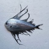 《外洋性深海魚》【激レア】☆★☆冷凍リュウグウノヒメ(15センチ）…画像の個体です（研究用・標本用・剥製用）