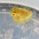 画像1: 《近海産海水魚》【激レア】ハマフグ（幼魚サイズ）画像の個体です…ハンドコート採取 (1)