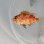 画像2: 《近海産海水魚》キントキダイ科の幼魚(画像の個体です)…ハンドコート採取 (2)