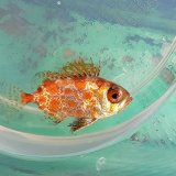 《近海産海水魚》キントキダイ科の幼魚(画像の個体です)…ハンドコート採取