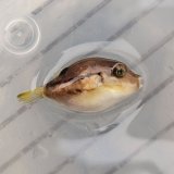 《近海産海水魚》キタマクラの幼魚(2匹セット)‥当店ハンドコート採取