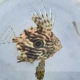 《近海産海水魚》マトウダイ…ハンドコート採取